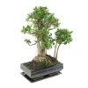 MITTON - Bonsaï Ficus :13-14 ans étage