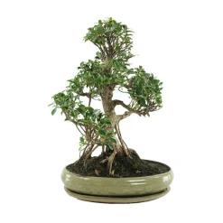MITTON - Bonsaï Ficus :20-25 ans étage