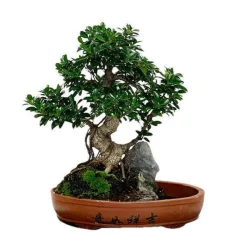 MITTON - Bonsaï Ficus :20-25 ans étage