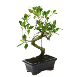 MITTON - Bonsaï Ficus :5-6 ans étage