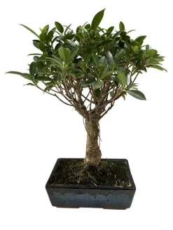 MITTON - Bonsaï Ficus :7-9 ans boule
