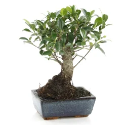 MITTON - Bonsaï Ficus :5-6 ans boule