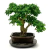MITTON - Bonsaï Ligustrum - 16 ans -Pot + Soucoupe