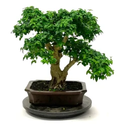 MITTON - Bonsaï Ligustrum - 16 ans -Pot + Soucoupe