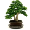MITTON - Bonsaï Ligustrum - 18 ans - Pot + Soucoupe