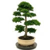 MITTON - Bonsaï Ligustrum - 19 ans - Pot + Soucoupe