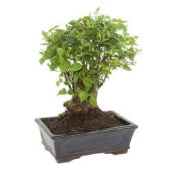 MITTON - Bonsaï Ligustrum: 7-9 ans boule