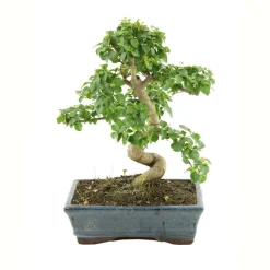 MITTON - Bonsaï Ligustrum: 7-9 ans étage
