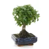 MITTON - Bonsaï Ligustrum: 5-6 ans boule