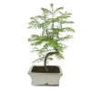 MITTON - Bonsaï Metasequoia : 5/6 ans d'âge