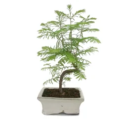 MITTON - Bonsaï Metasequoia : 5/6 ans d'âge