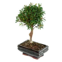 MITTON - Bonsaï Myrte:4-5 ans