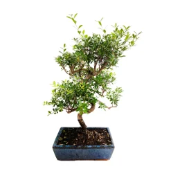 MITTON - Bonsaï Myrthe 10/12 ans