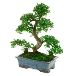 MITTON - Bonsaï Orme de Chine :13-14 ans étage