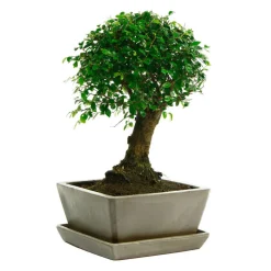 MITTON - Bonsaï Orme de Chine :7-9 ans boule