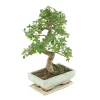 MITTON - Bonsaï Orme de Chine :7-9 ans étage
