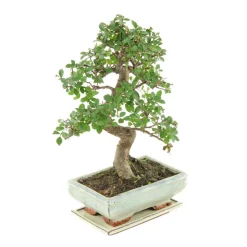 MITTON - Bonsaï Orme de Chine :7-9 ans étage