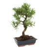 MITTON - Bonsaï Podocarpus : 10-12 ans étage
