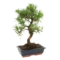 MITTON - Bonsaï Podocarpus : 10-12 ans étage