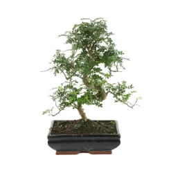 MITTON - Bonsaï Poivrier :13-14 ans étage