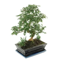 MITTON - Bonsaï Poivrier :10-12 ans étage
