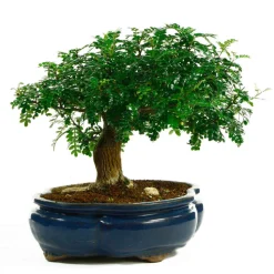 MITTON - Bonsaï Poivrier :7-9 ans étage