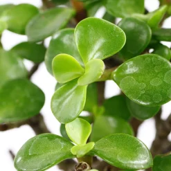 MITTON - Bonsaï Portulacaria:5-6 ans boule