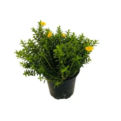 Myrte décorée : pot 0.5 Litre