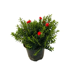 Myrte décorée : pot 0.5 Litre