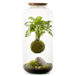 NATURALYS - Terrarium avec Monstera kokedama suspension