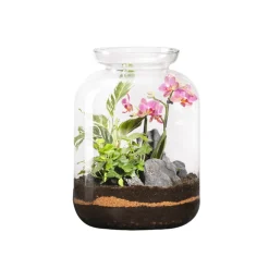 NATURALYS - Terrarium bonbonne en verre avec orchidée Phalaenopsis : D.23cm