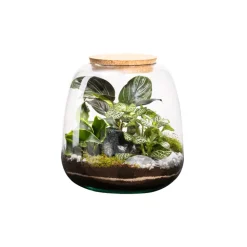 NATURALYS - Terrarium Moly M, en verre, avec plantes vertes : D.19cm