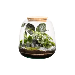 NATURALYS - Terrarium Moly M, en verre, avec plantes vertes : D.19cm