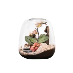 NATURALYS - Terrarium Moly L, Phalaenopsis - D.24xH.25cm