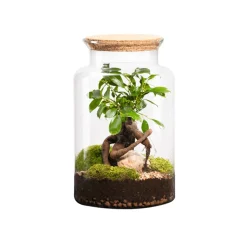 NATURALYS - Terrarium végétal intérieur, Jungle Classic taille M : Ginseng H.30cm