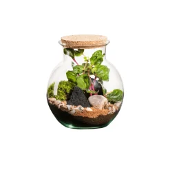 NATURALYS - Terrarium végétal d'intérieur, Havana taille XS : Irésine D.15cm