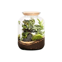 NATURALYS - Terrarium végétal d'intérieur, Bonbonne Classic taille S : Mix D.25cm
