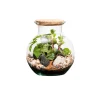 NATURALYS - Terrarium végétal d'intérieur, Havana taille S : Irésine D.19cm