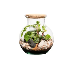 NATURALYS - Terrarium végétal d'intérieur, Havana taille S : Irésine D.19cm