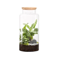 NATURALYS - Terrarium végétal d'intérieur, Jungle Classic taille L : Mix H.40cm