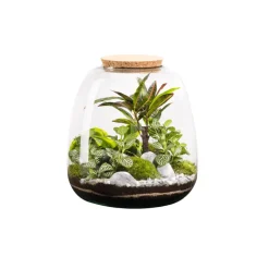 NATURALYS - Terrarium végétal d'intérieur, Moly Stone taille L - D.23cm