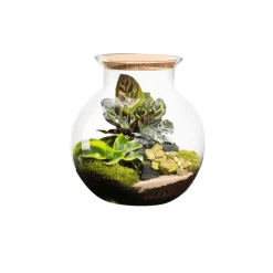 NATURALYS - Terrarium végétal d'intérieur, Havana taille L : Calathéa D.25cm