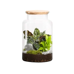 NATURALYS - Terrarium végétal d'intérieur, Jungle Classic taille M : Mix H.30cm