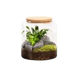 NATURALYS - Terrarium végétal d'intérieur, Mia Classic taille S : Mix H.20cm