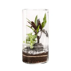 NATURALYS - Terrarium végétal d'intérieur, Green Tower taille L : Mix D.15cm