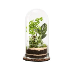 NATURALYS - Terrarium végétal d'intérieur, Spicy taille L : Bao D.17cm