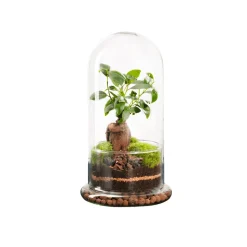 NATURALYS - Terrarium végétal d'intérieur, Spicy taille M : Ginseng D.15cm