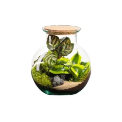 NATURALYS - Terrarium végétal d'intérieur, Havana taille S : Calathéa D.19cm