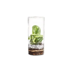NATURALYS - Terrarium végétal d'intérieur, Green Tower taille S : Mix D.8cm