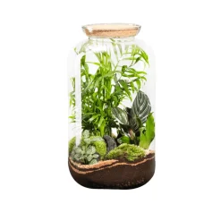 NATURALYS - Terrarium végétal d'intérieur, Bonbonne Classic taille M : Mix D.23cm